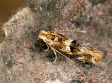 Bucculatrix ulmifoliae  имаго